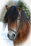 tosen_130220.jpg