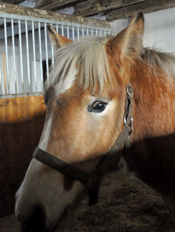 Wallarps Alf