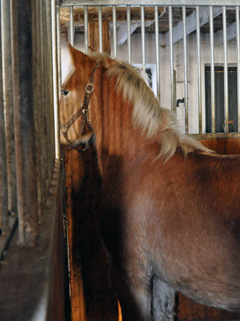 Wallarps Alf