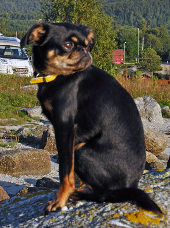 Stenskjum Athena