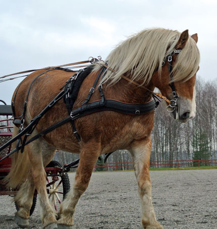 Ängla