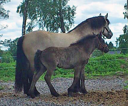 Tindra och Glittra