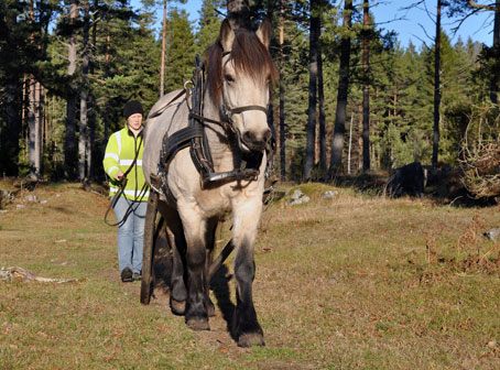 Tindra och Fredrika